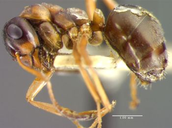 Media type: image;   Entomology 9213 Aspect: habitus lateral view